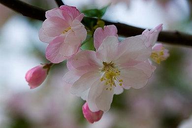 赛博朋克风猫猫动作游戏《哥里：可爱的大屠杀》发售日公布 8月29日正式推出